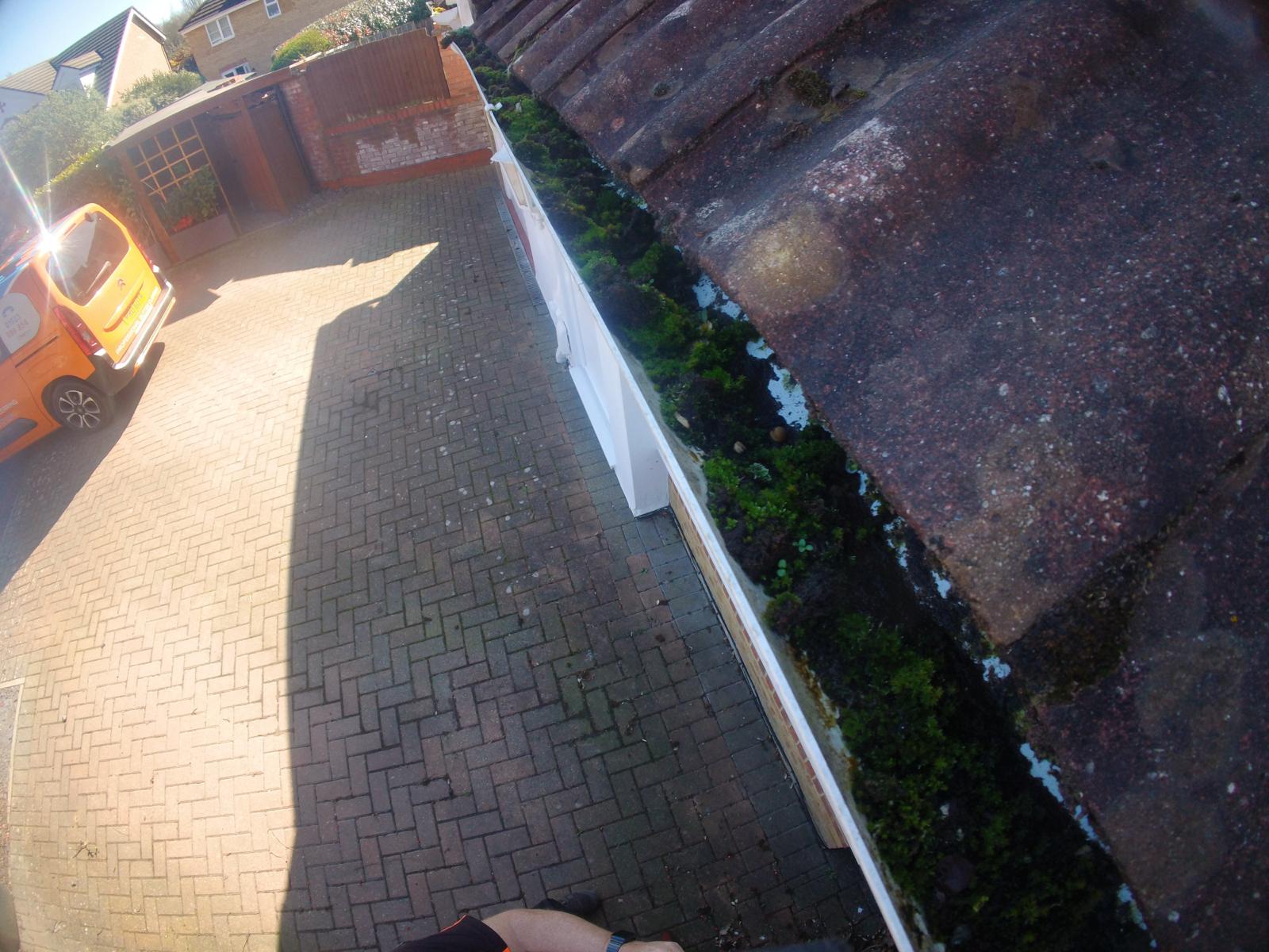 Blocked gutter with moss and debris on residential roof before professional gutter clearing